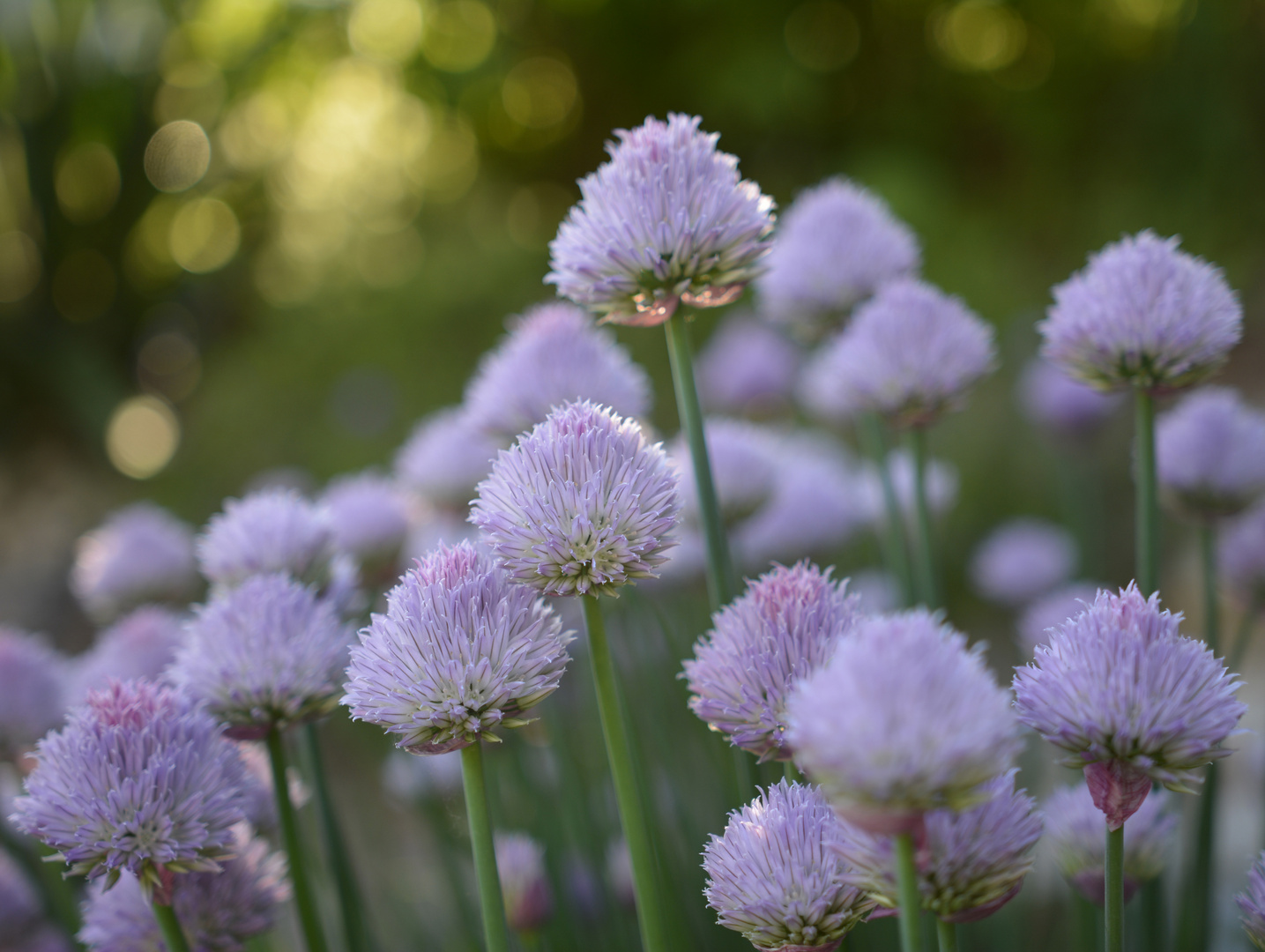 Romatische Gartenkräuter