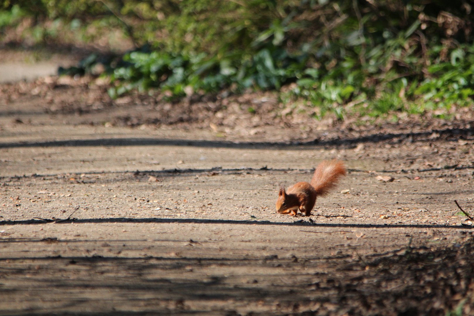 Rombergpark Dortmund