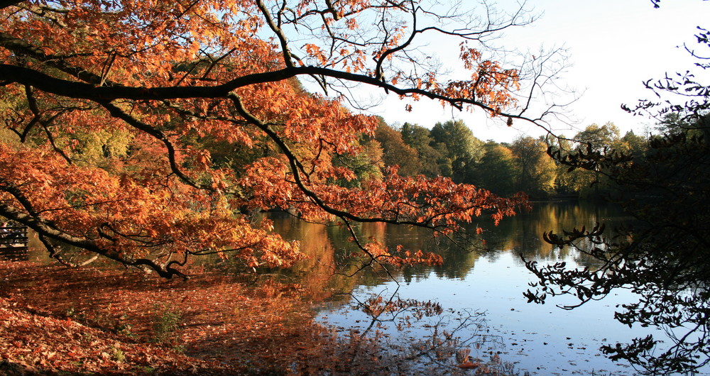 Rombergpark Dortmund