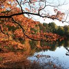 Rombergpark Dortmund