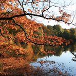 Rombergpark Dortmund