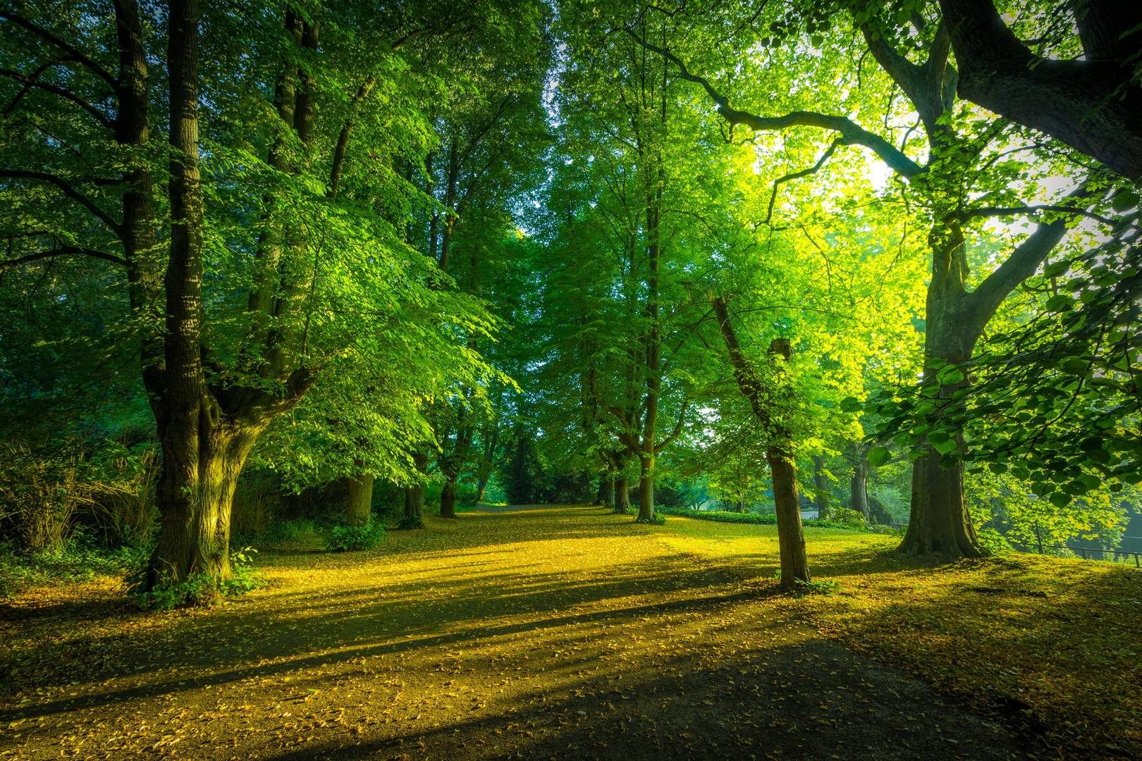 Rombergpark Dortmund - Morgenspaziergang