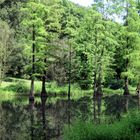 Rombergpark im Frühling