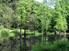 Rombergpark im Frühling