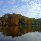 Rombergpark im Herbst