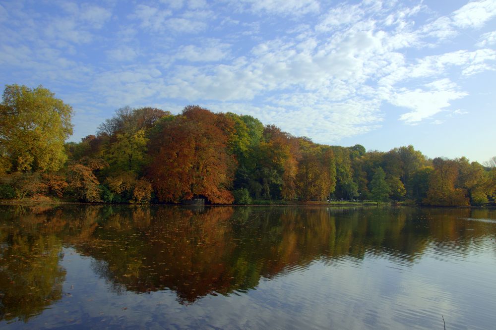 Rombergpark im Herbst