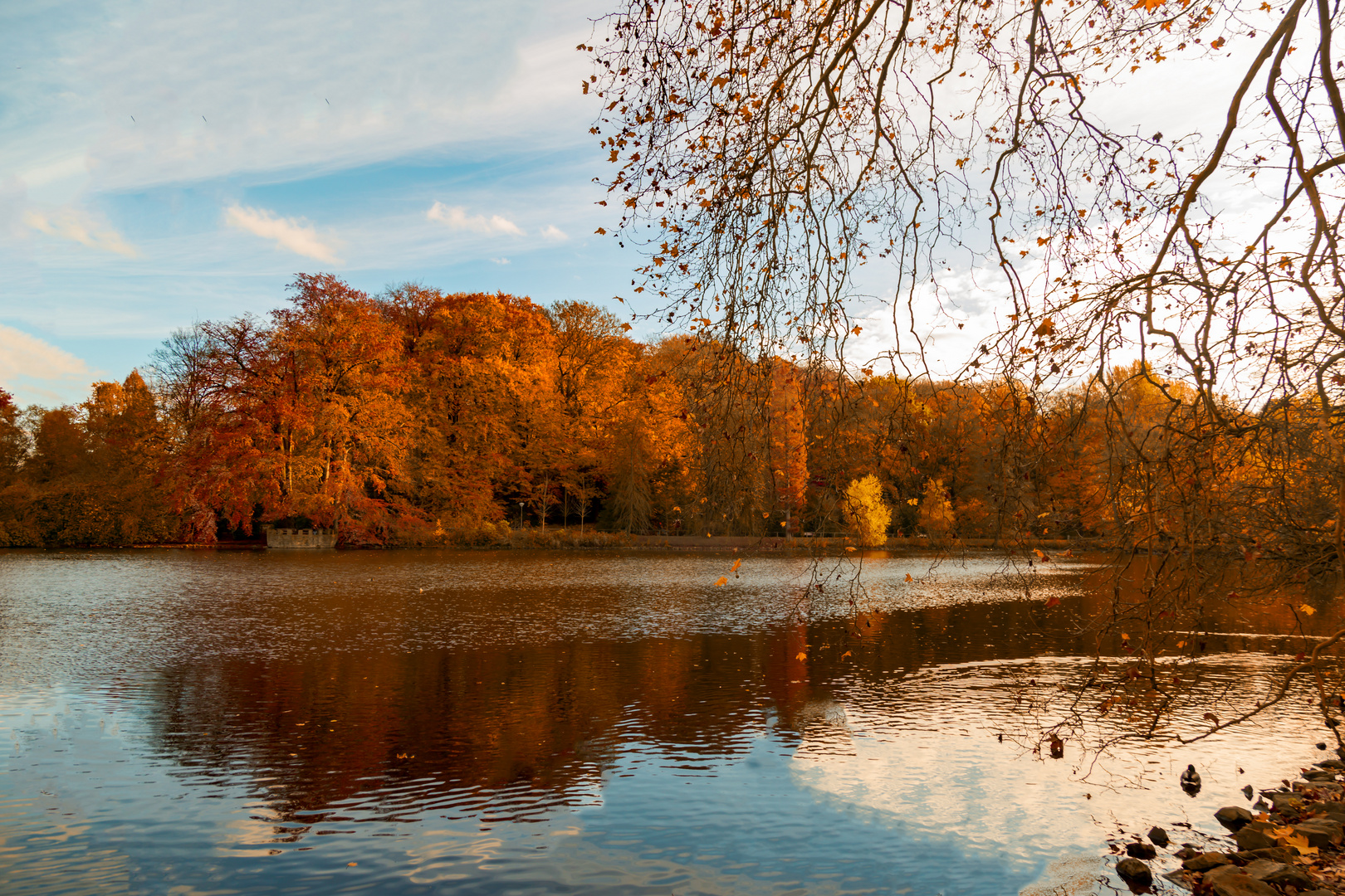 Rombergpark im Herbst