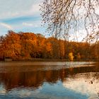 Rombergpark im Herbst