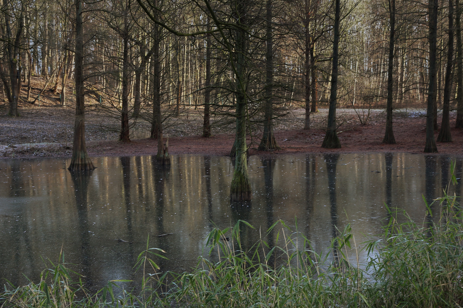 Rombergpark in Dortmund 