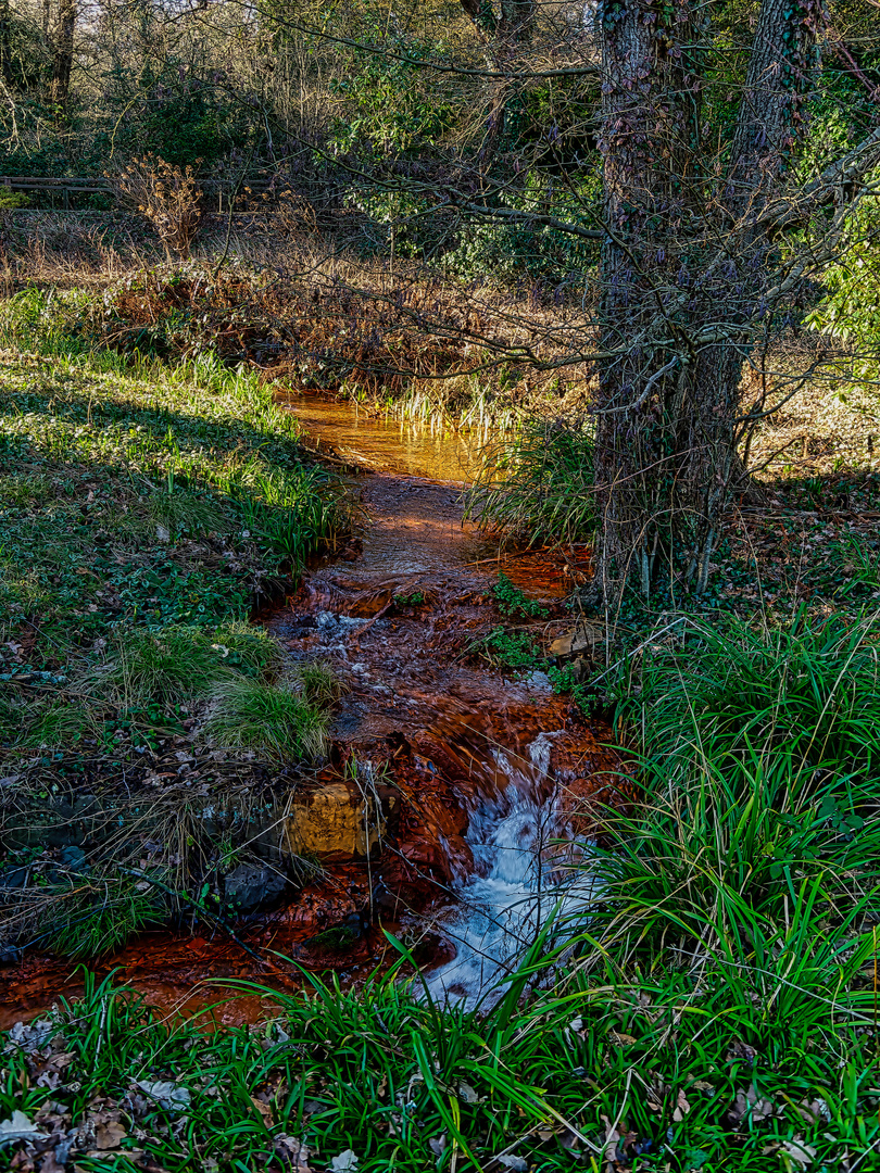 Rombergpark - Roter Bach