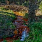 Rombergpark - Roter Bach