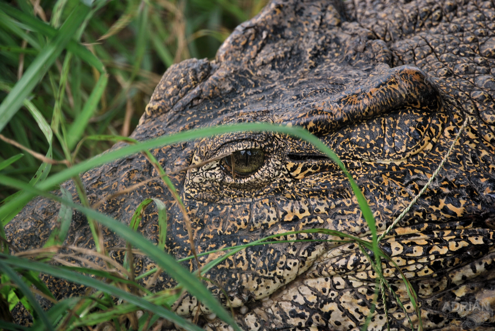 Rombifer Cocodrilo cubano