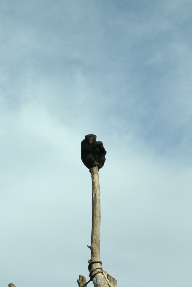 Rome 2009 - Zoological Garden - The King