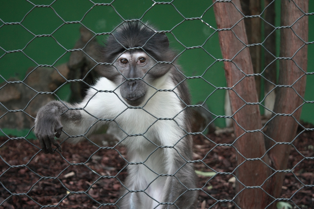 Rome 2009 - Zoological Garden V