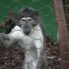 Rome 2009 - Zoological Garden V