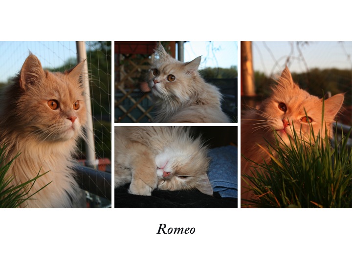 Romeo