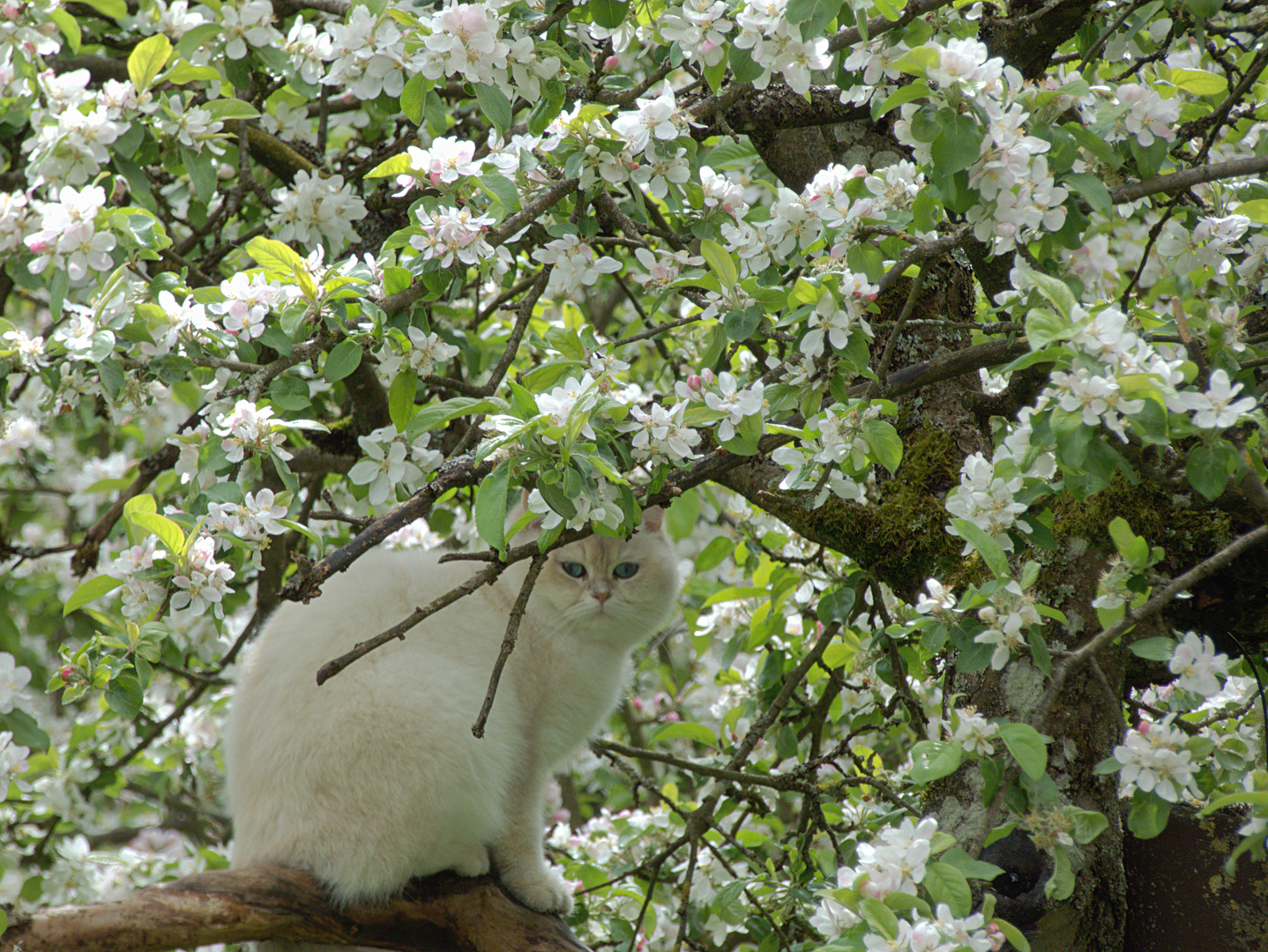 Romeo auf dem Baum