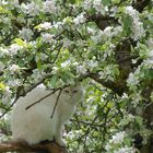 Romeo auf dem Baum