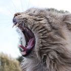 Romeo er gatto der colosseo