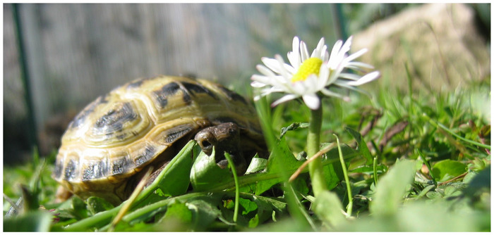 Romeo im Garten