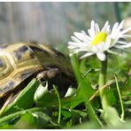 Romeo im Garten