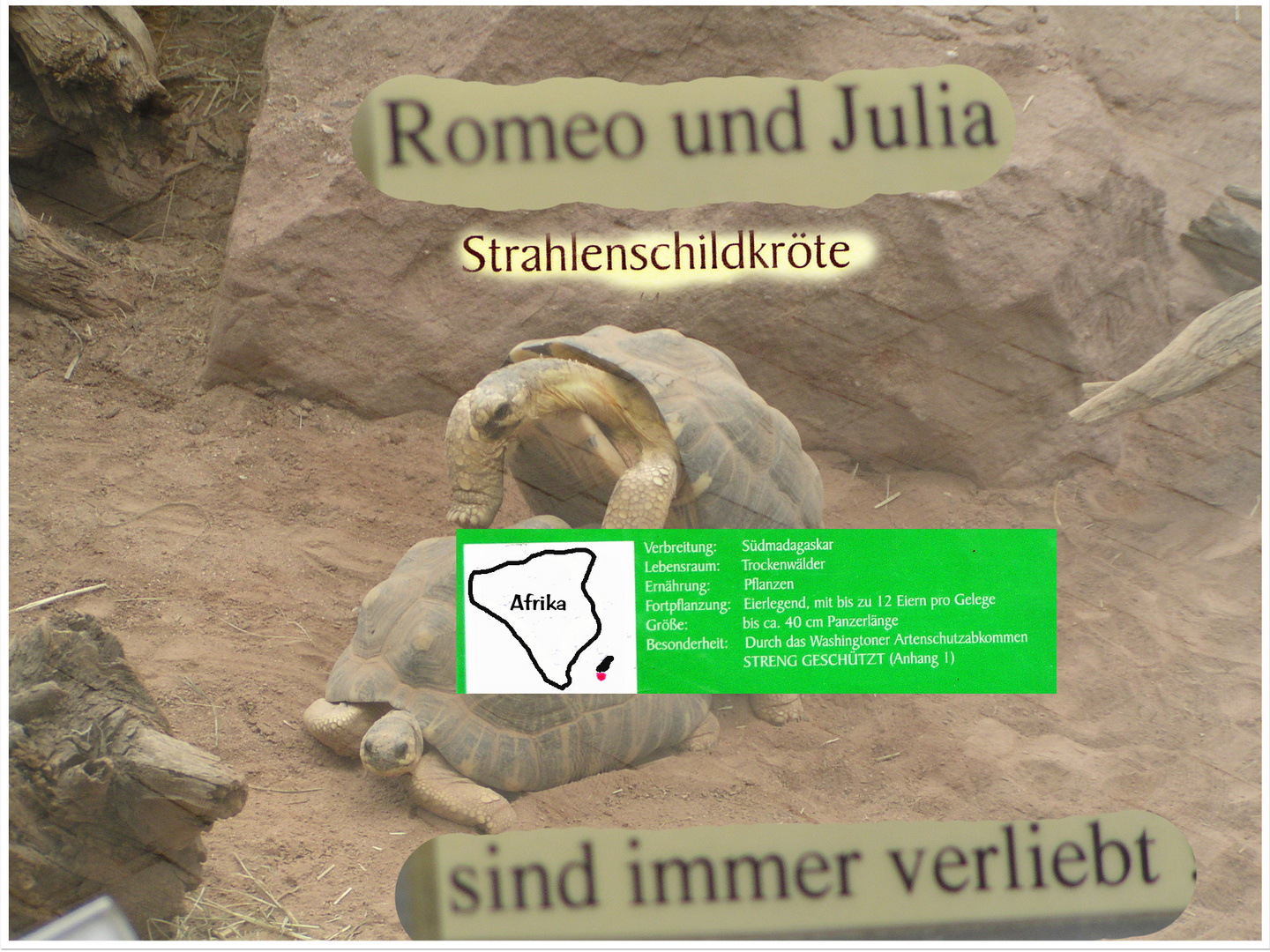 Romeo und Julia