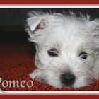 Romeo#2