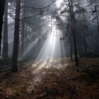 Rompiendo la oscuridad del bosque