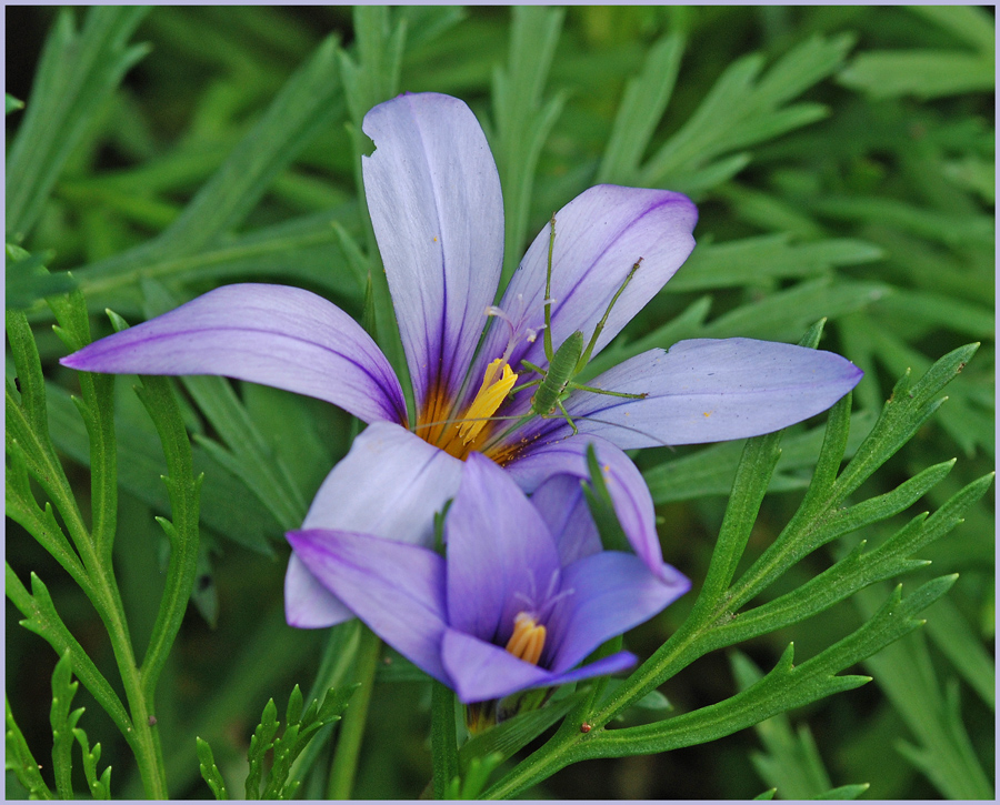 Romulea columnae