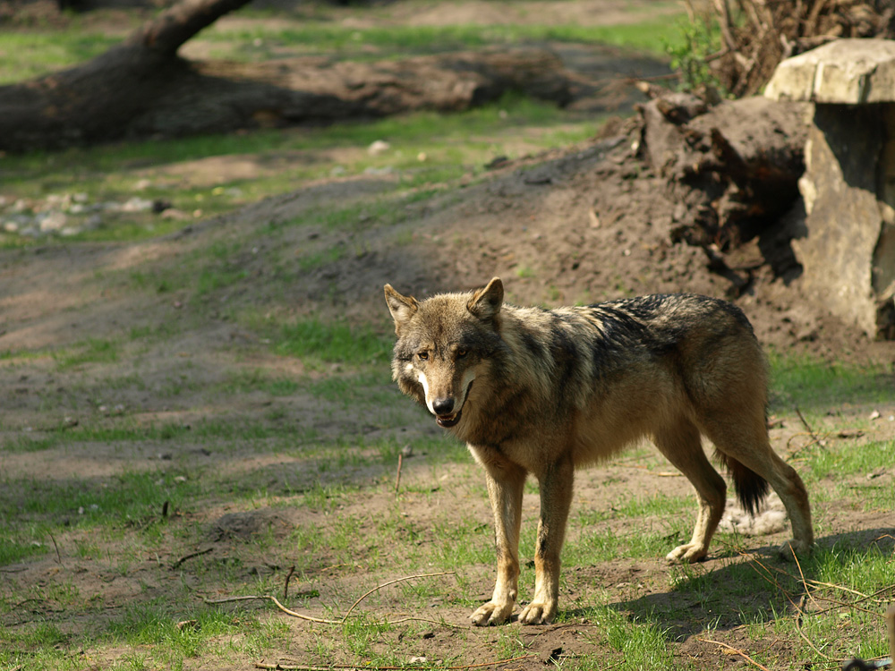 Romulus oder Remus?