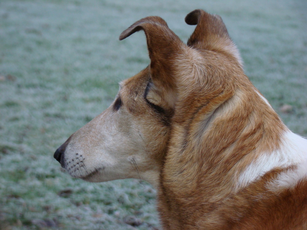 Romy in de kou