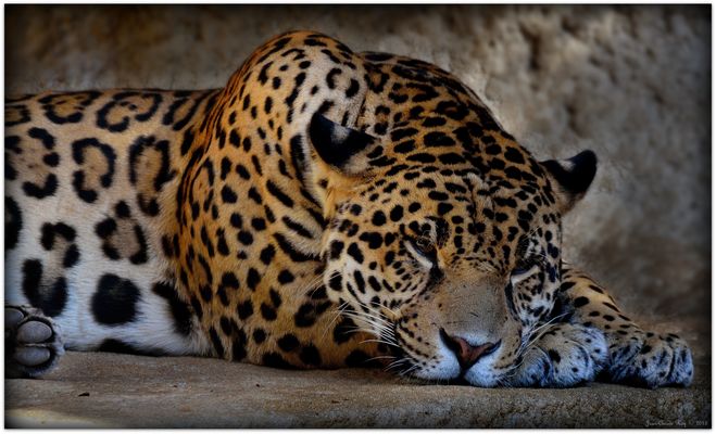 Ron ron... ron ron... ron ron... ron ron ;)))