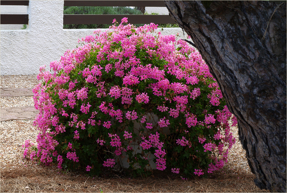 Ronce-les-Bains - Détail d’un jardin fleuri sous les pins - Blumen unter Pinienbaümen