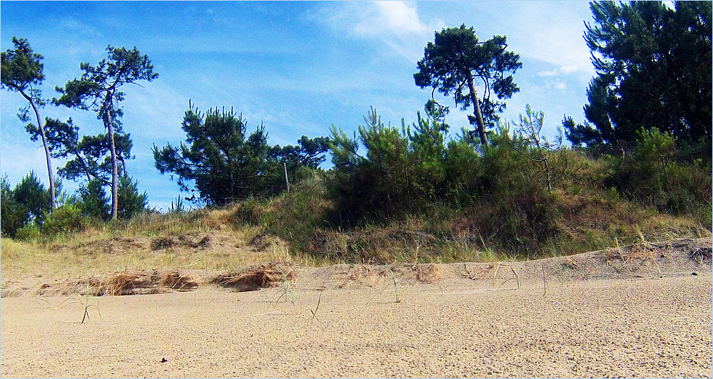 Ronce-les-Bains - L’orée de la forêt derrière la dune de la plage