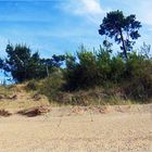 Ronce-les-Bains - L’orée de la forêt derrière la dune de la plage