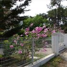 Ronce-les-Bains - Promenade dans une allée - Spaziergang in einer Allee