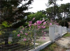 Ronce-les-Bains - Promenade dans une allée - Spaziergang in einer Allee