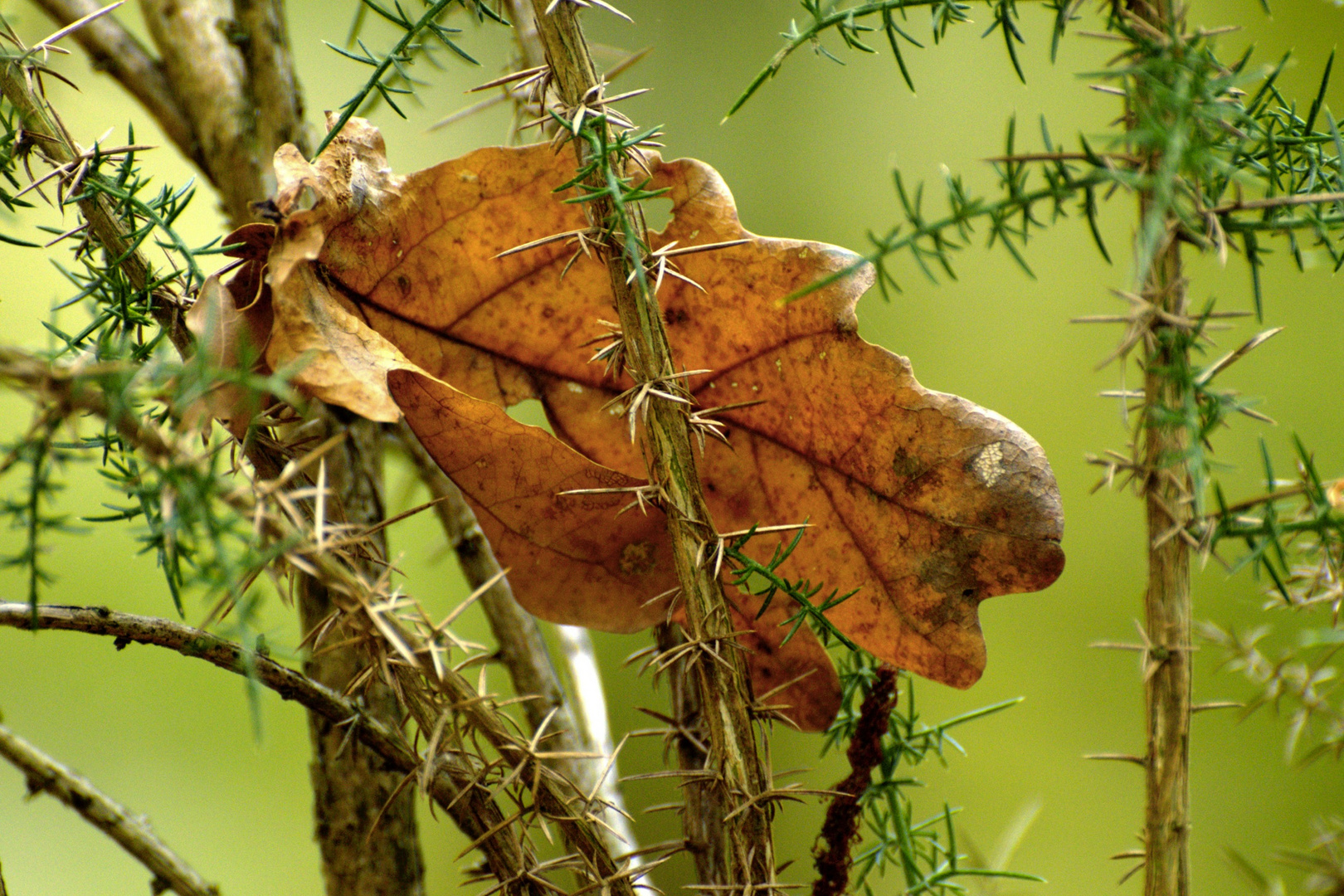 Ronces d'Automne