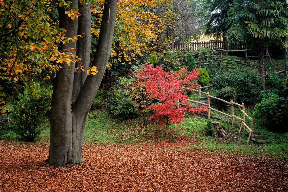 Ronchiano, foliage