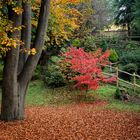 Ronchiano, foliage