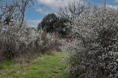 Ronciers en fleurs 