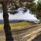 Ronda la Vieja