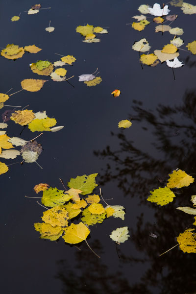 Ronde d'Automne