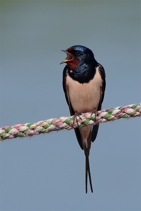 Rondine (Hirundo rustica)