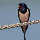 Rondine (Hirundo rustica)