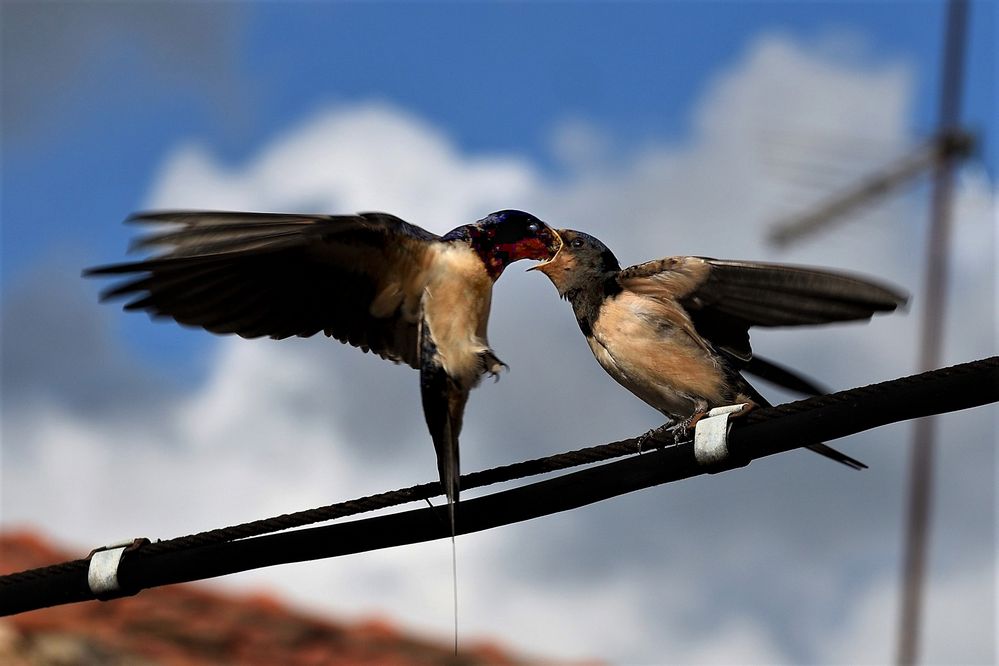 Rondini Foto Immagini natura, animali, uccelli allo stato libero Foto su Rondini Foto Immagini natura, animali, uccelli allo stato libero Foto su