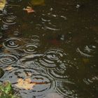 ronds dans l'eau