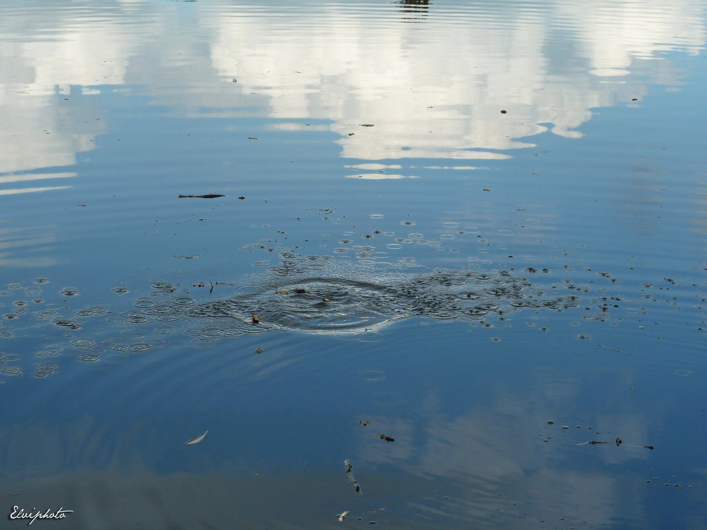 Ronds dans l'eau 