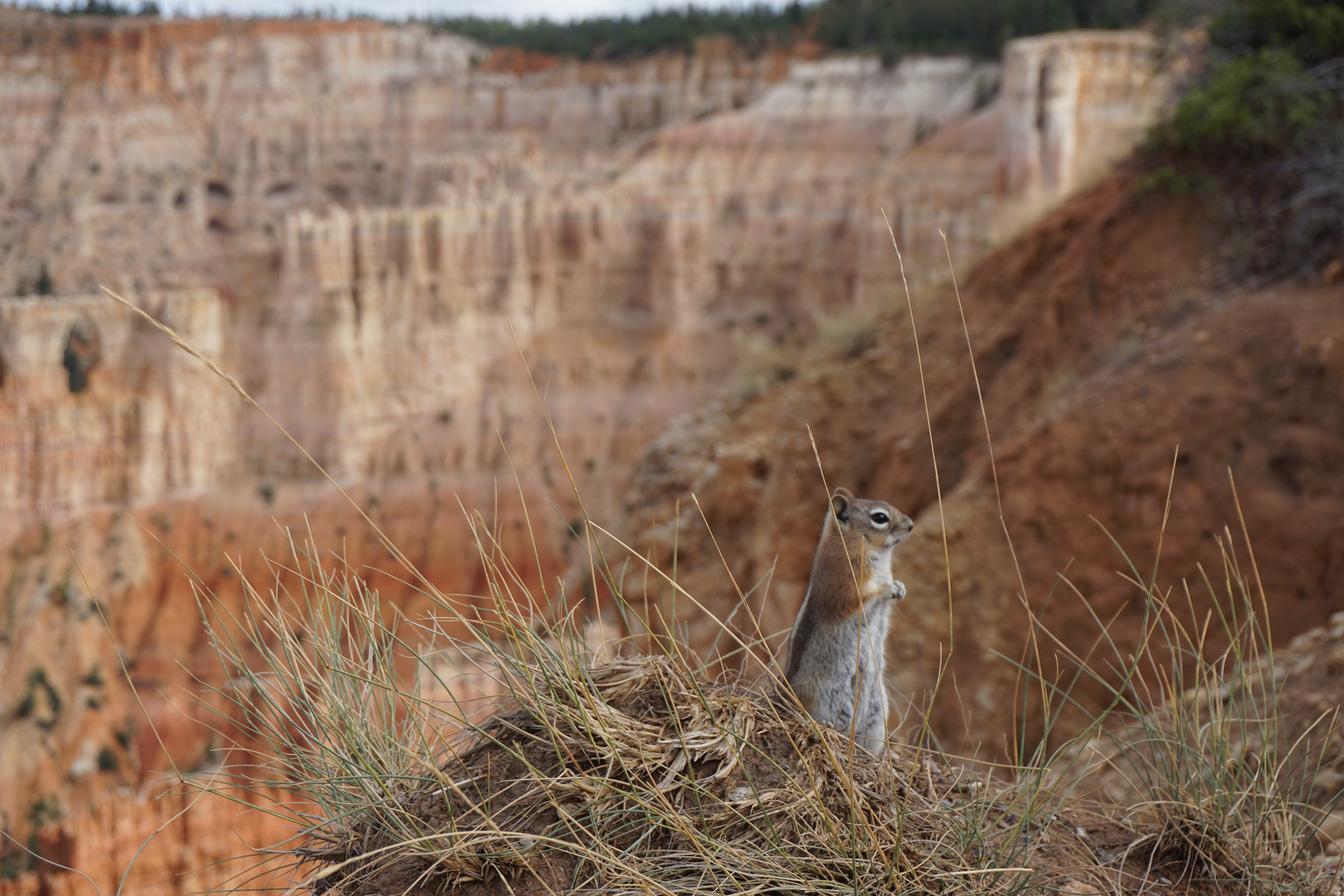 rongeur à Bryce Canyon