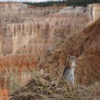 rongeur à Bryce Canyon